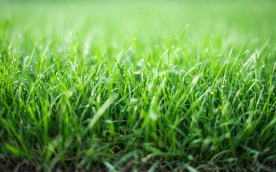 How to get a very beautiful lawn quickly.