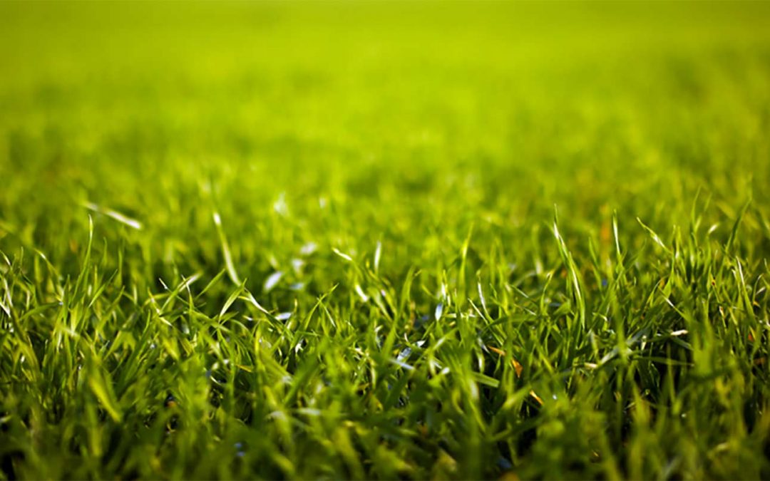 Let your new grass grow.