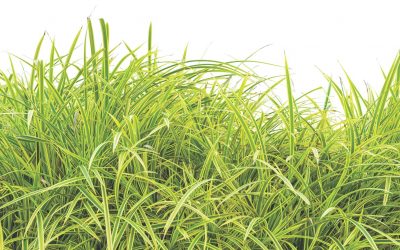 When do you mow after your new sod is in?