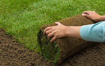 Planting your new sod for your lawn.