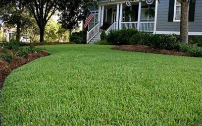How much water should you use in your sod lawn.
