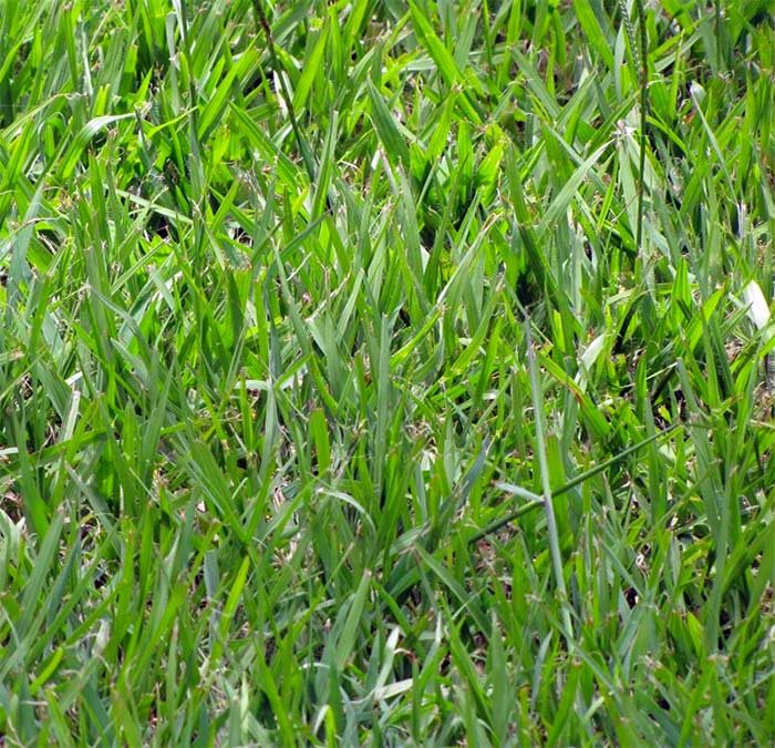 What is Argentine Bahia grass?