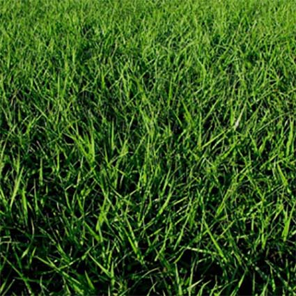 Why choose a Argentine Bahia grass?