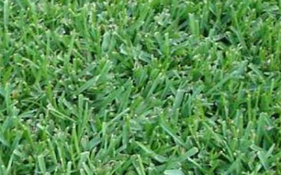 What is Captiva Saint Augustine grass.