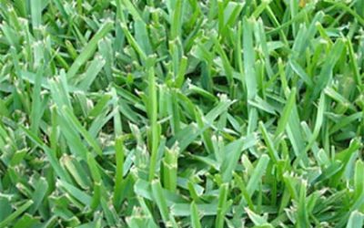 Why get St. Augustine Floratam grass.