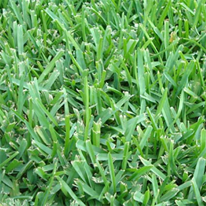 Why get St. Augustine Floratam grass.