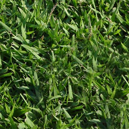 Why get JaMur Zoysia grass.