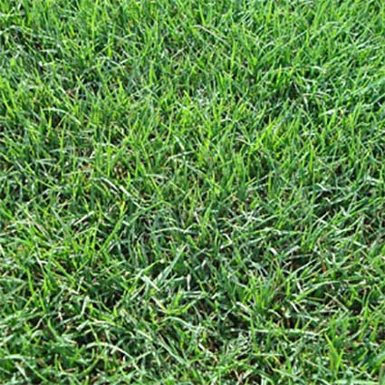 What is Tifway 419 Bermuda grass.