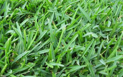 What is Captiva Saint Augustine grass?