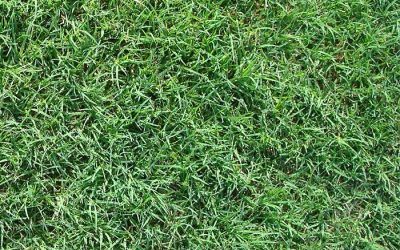 What is Celebration Bermuda grass.