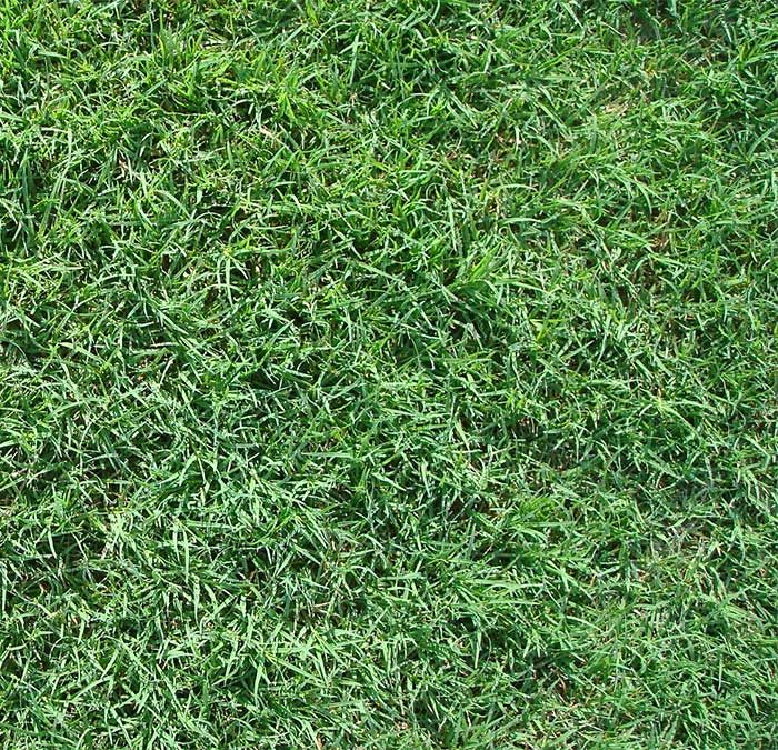 Why choose Celebration Bermuda grass for your sod.