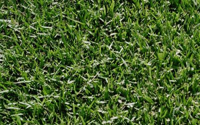 What is JaMur Zoysia grass.