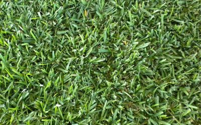 What kind of grass is St. Augustine Floratam.