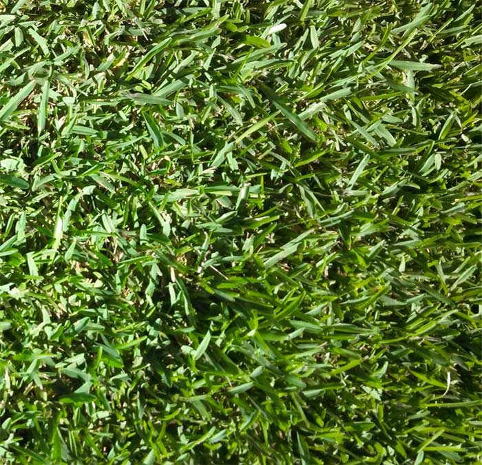 Why choose a St. Augustine Floratam grass.