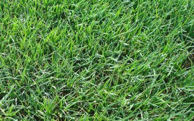 Maintain your turf nutrition by using your fertilizers prudently.