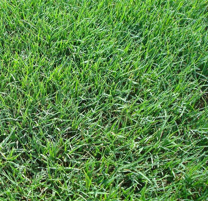 What is Tifway 419 Bermuda grass.