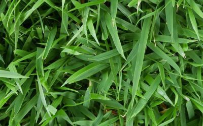 Maintain turf nutrition by using your fertilizers wisely