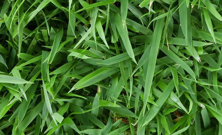 Insecticides are needed to maintain control of pests on your lawn.