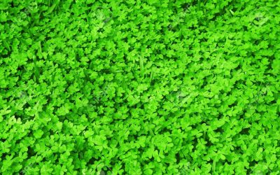 Happy Saint Patrick’s Day 2023.