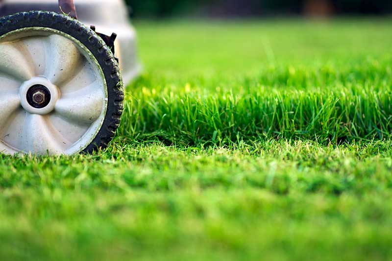Why you need to mow your lawn frequently.