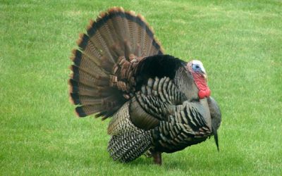 Happy Thanksgiving 2022
