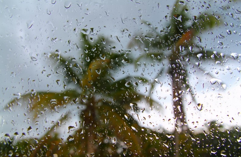 Hurricane lawn preparedness tip… #3 Prune your trees.